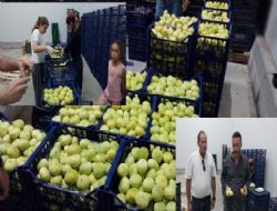 Mut beyaz inciri ihracata gidiyor